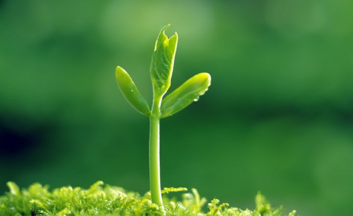 草种子需要量大